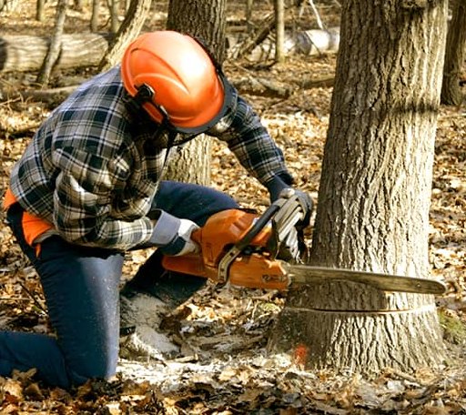 Tree Removal in Iberia, OH